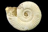 Jurassic Ammonite (Perisphinctes) Fossil - Madagascar #161734-1